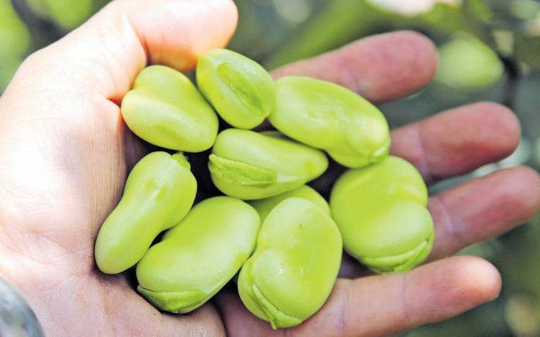 Inicia la temporada de habas, legumbres que además de ser deliciosas ofrecen beneficios para la salud