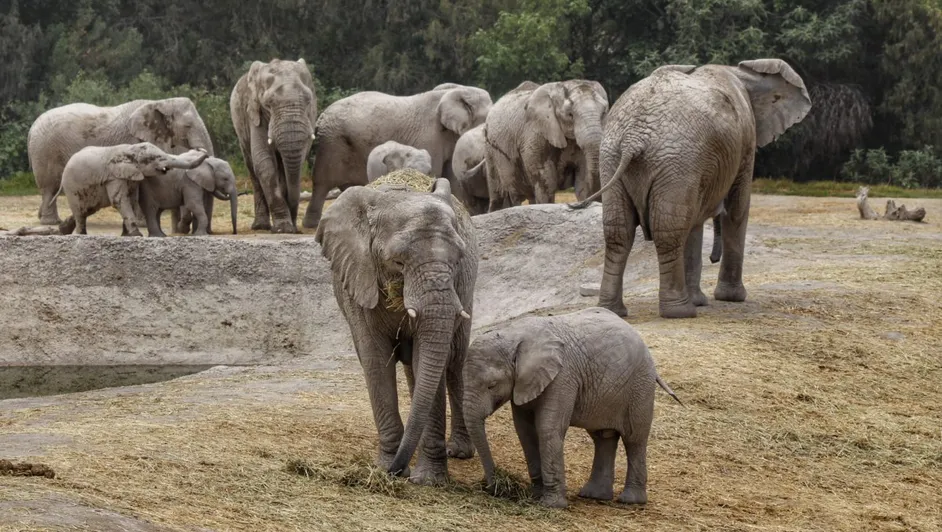 Elefantes asiáticos entierran y lloran a sus crías muertas, revela estudio