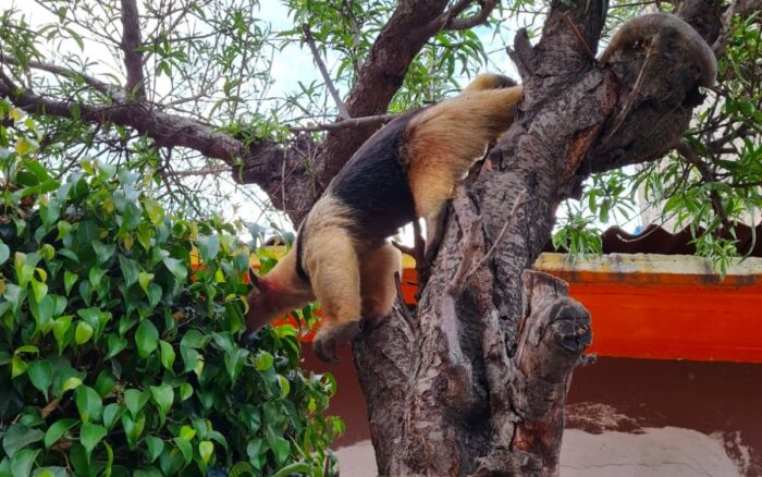 Rescatan a oso hormiguero que deambulaba por Nezahualcóyotl