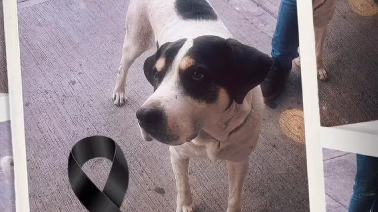 ‘Mundo patitas’ denuncia que militar que asesinó al perrito ‘Max’ en CDMX fue liberado