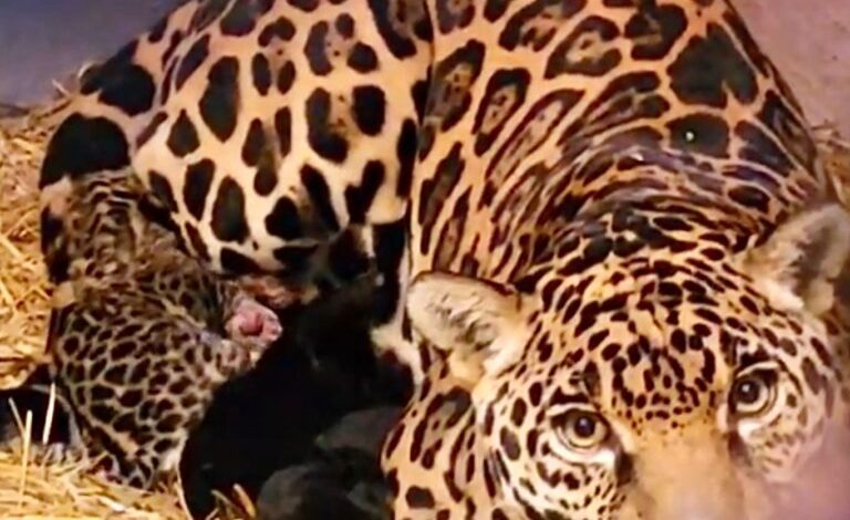 El Zoológico de Chapultepec da la bienvenida a dos cachorros de jaguar