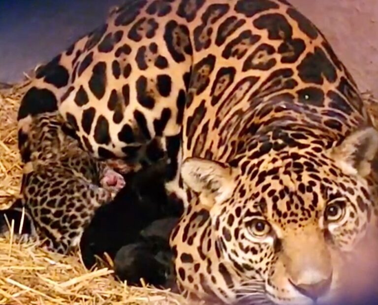 El Zoológico de Chapultepec da la bienvenida a dos cachorros de jaguar