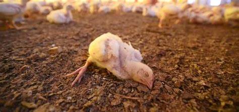 Sustancias halladas en pollo asegurado en Toluca son cancerígenas en altas concentraciones: Especialista