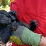 Fallecen extrañamente 50 ejemplares de monos saraguatos en Chiapas y Tabasco