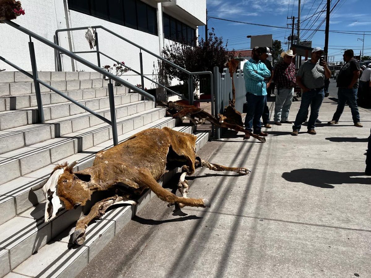 Productores protestan con cadáveres de reses que han muerto por la sequía en Chihuahua