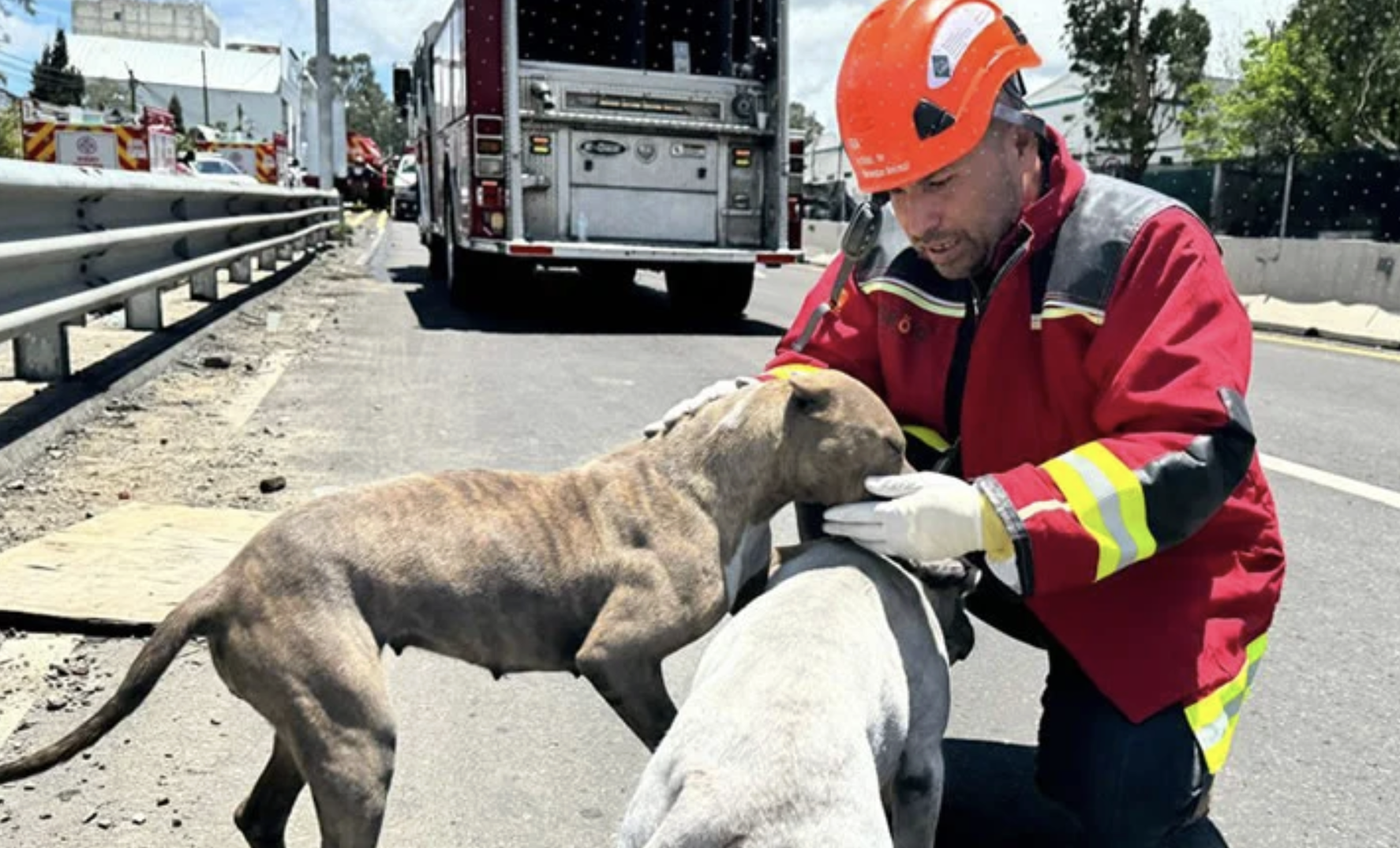 Congreso de Puebla desaparece el Instituto de Bienestar Animal